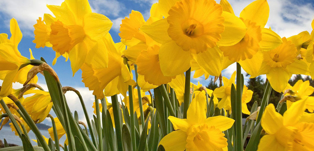 daffodils-1040 Daffodils