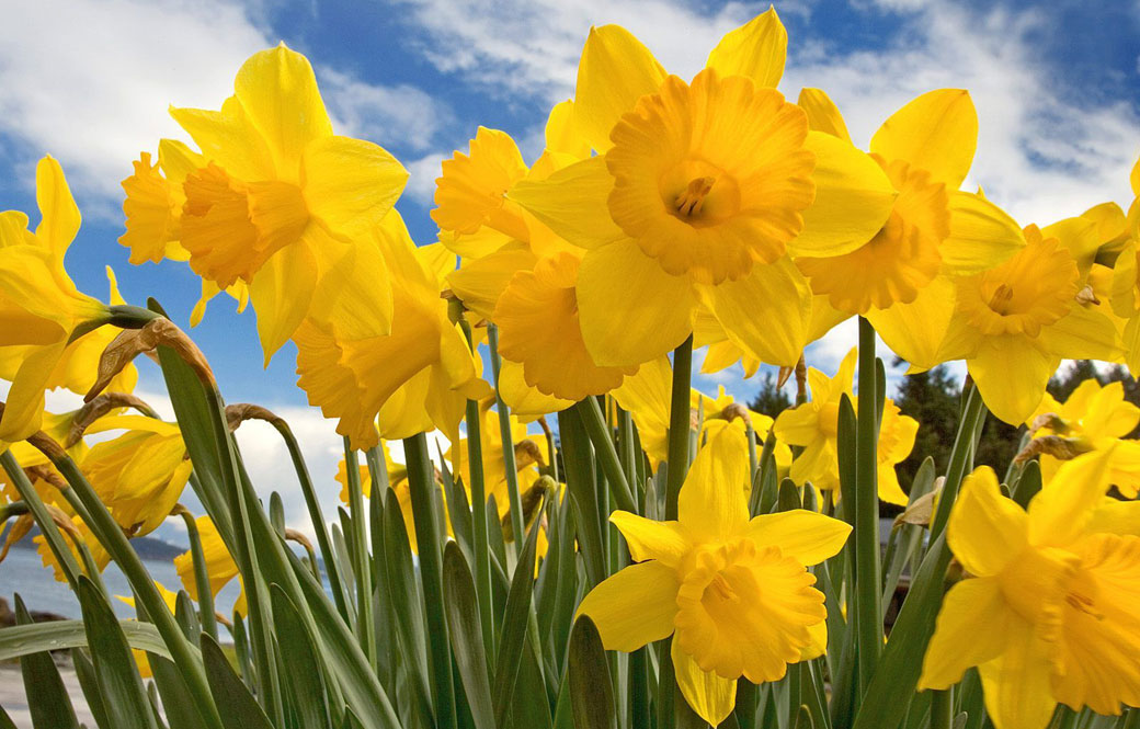 Daffodils
