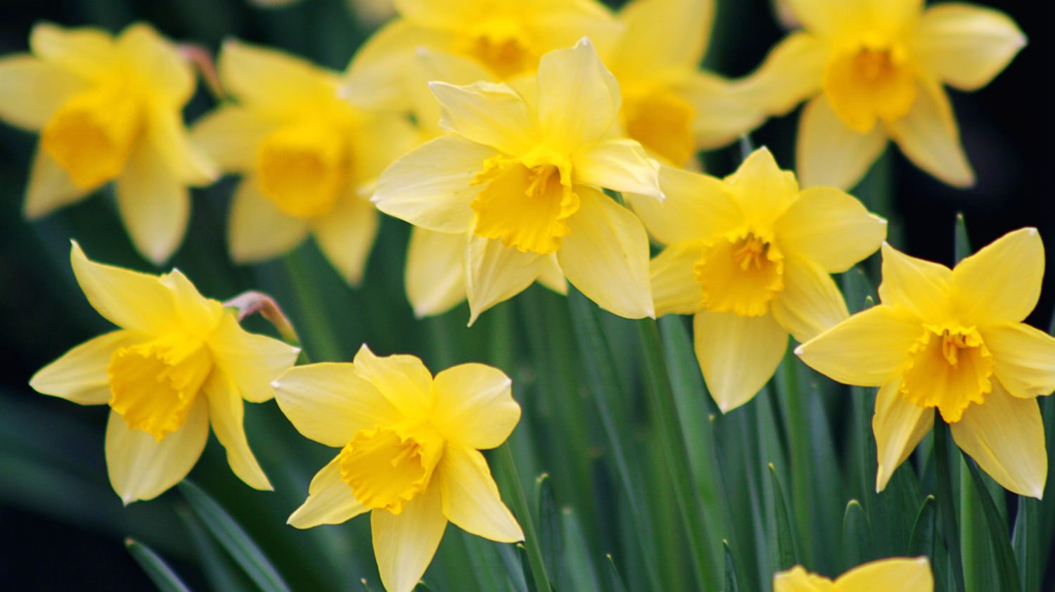 Daffodils