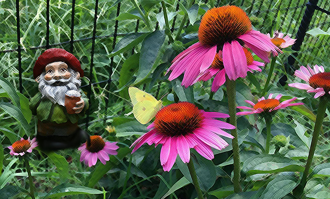 Gnome with Beer in flower garden