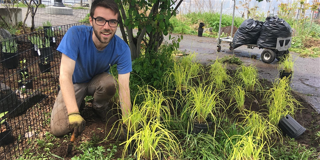 Man planting sedge in the BIP garden beds