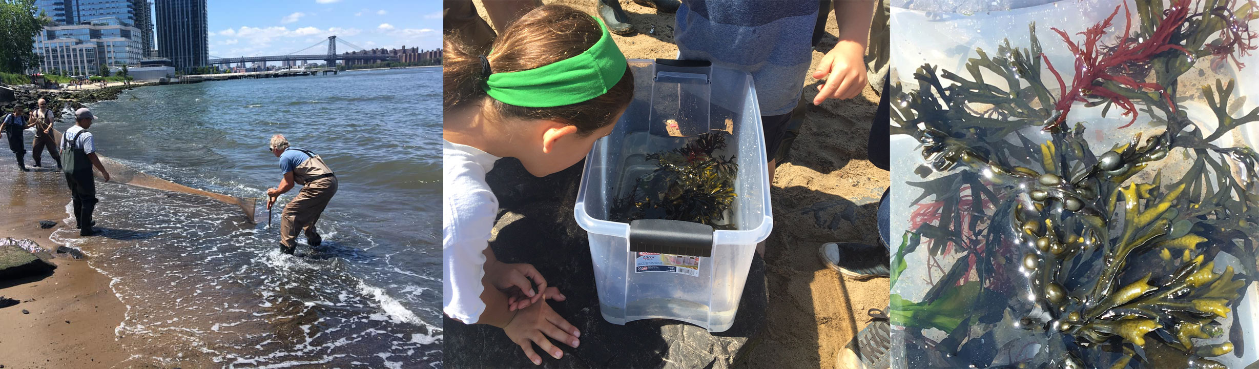 City of Water Day Seining at BIP
