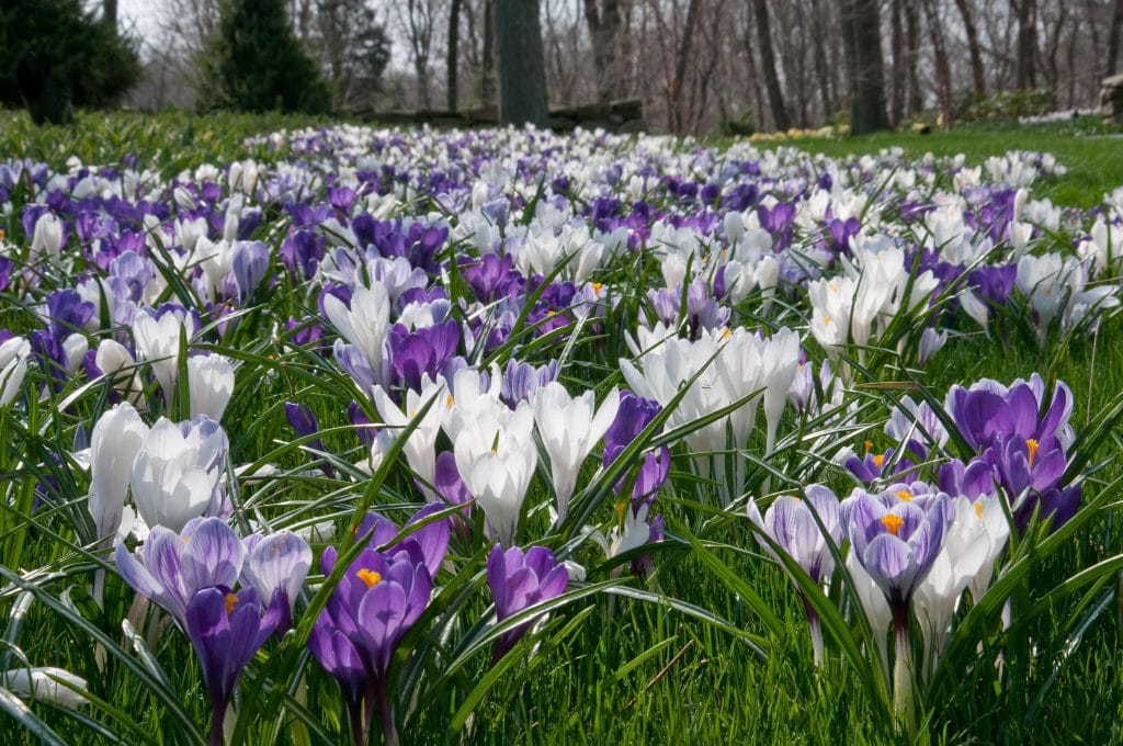 Crocus bulbs