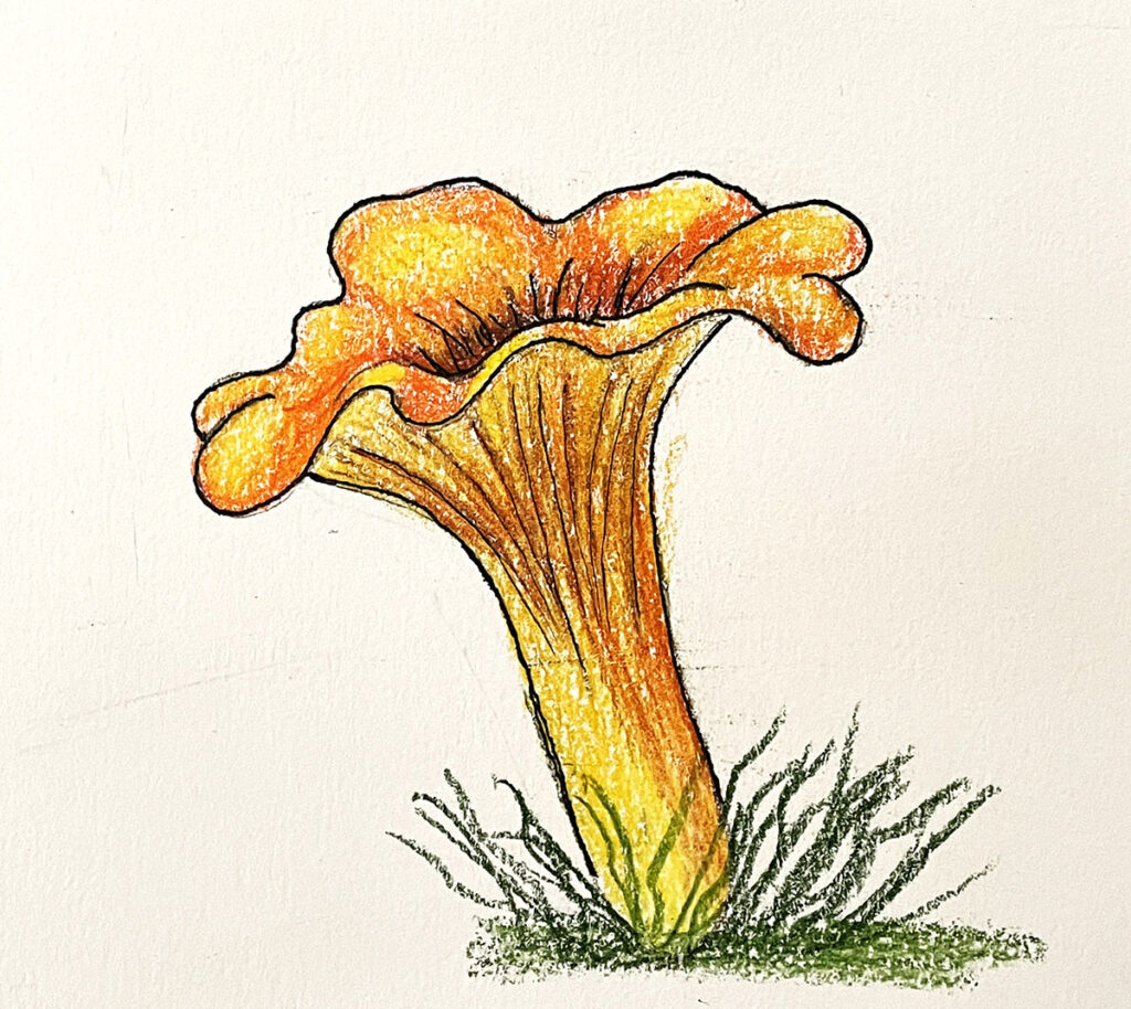 chanterelle illustration