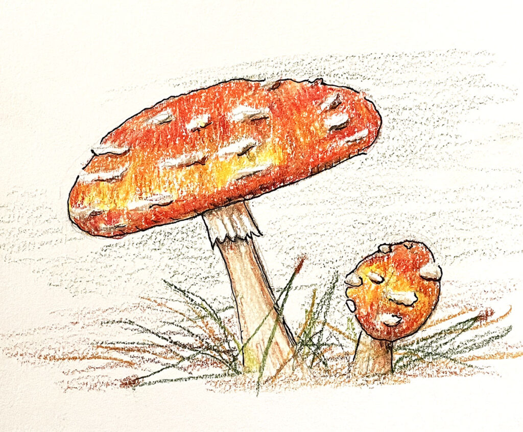 toadstool illustratiion