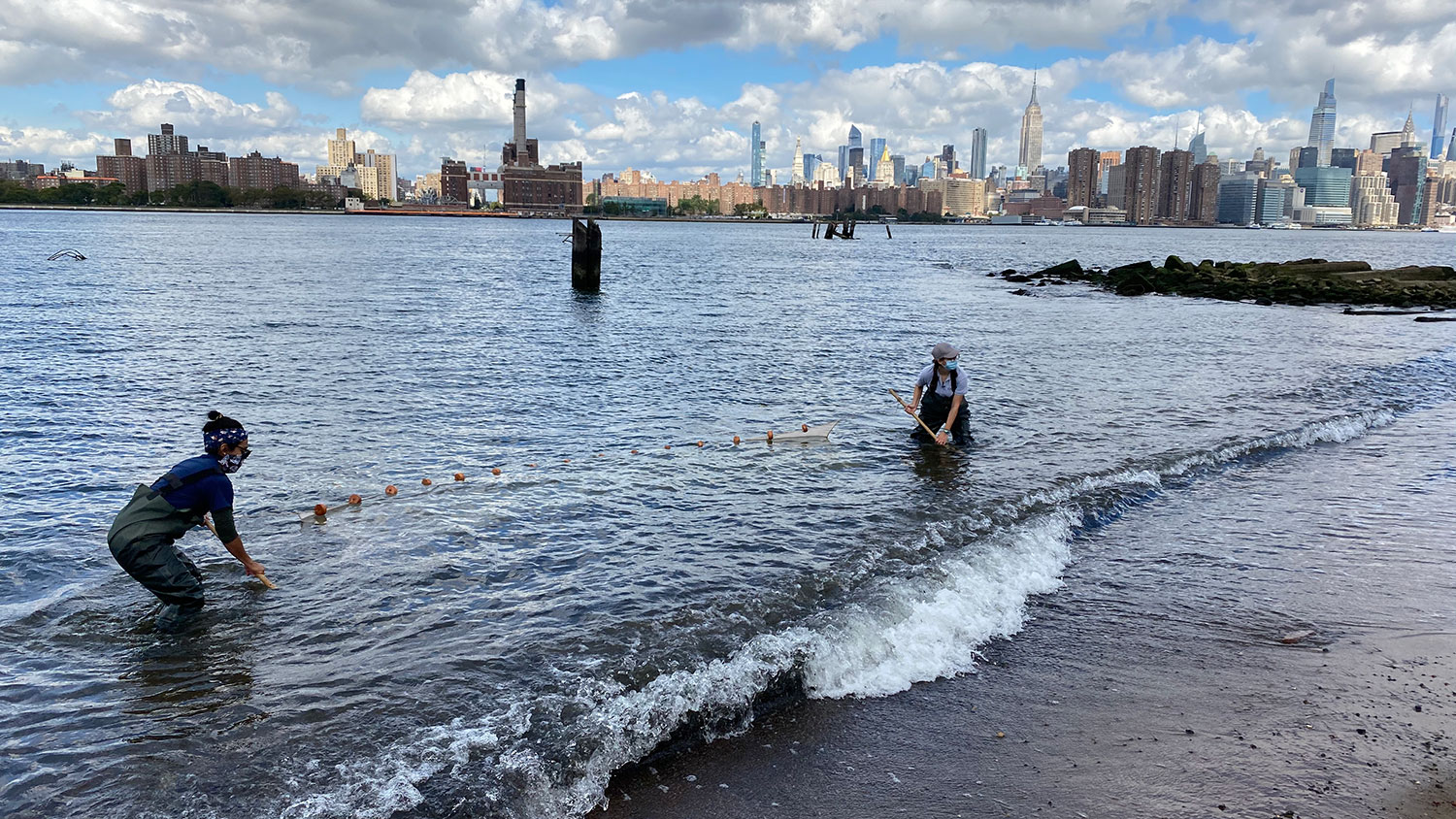 Educator seining in the East River along Bushwick Inlet Park