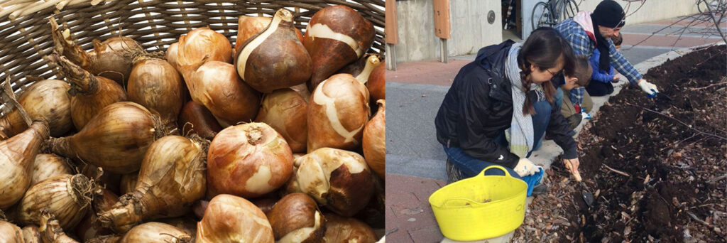 daffodil bulbs and planting