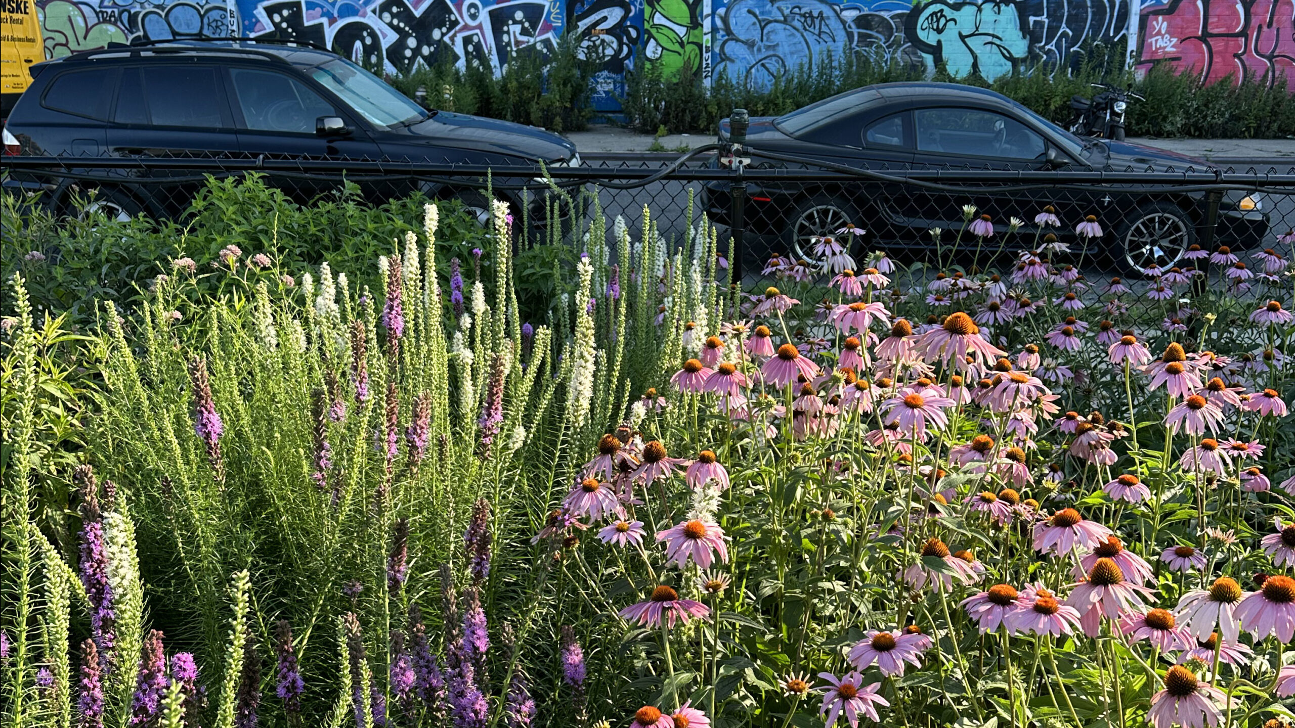 Pollinator Project Garden