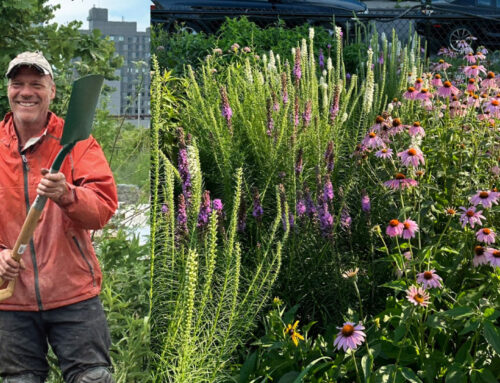 The Williamsburg Pollinator Project