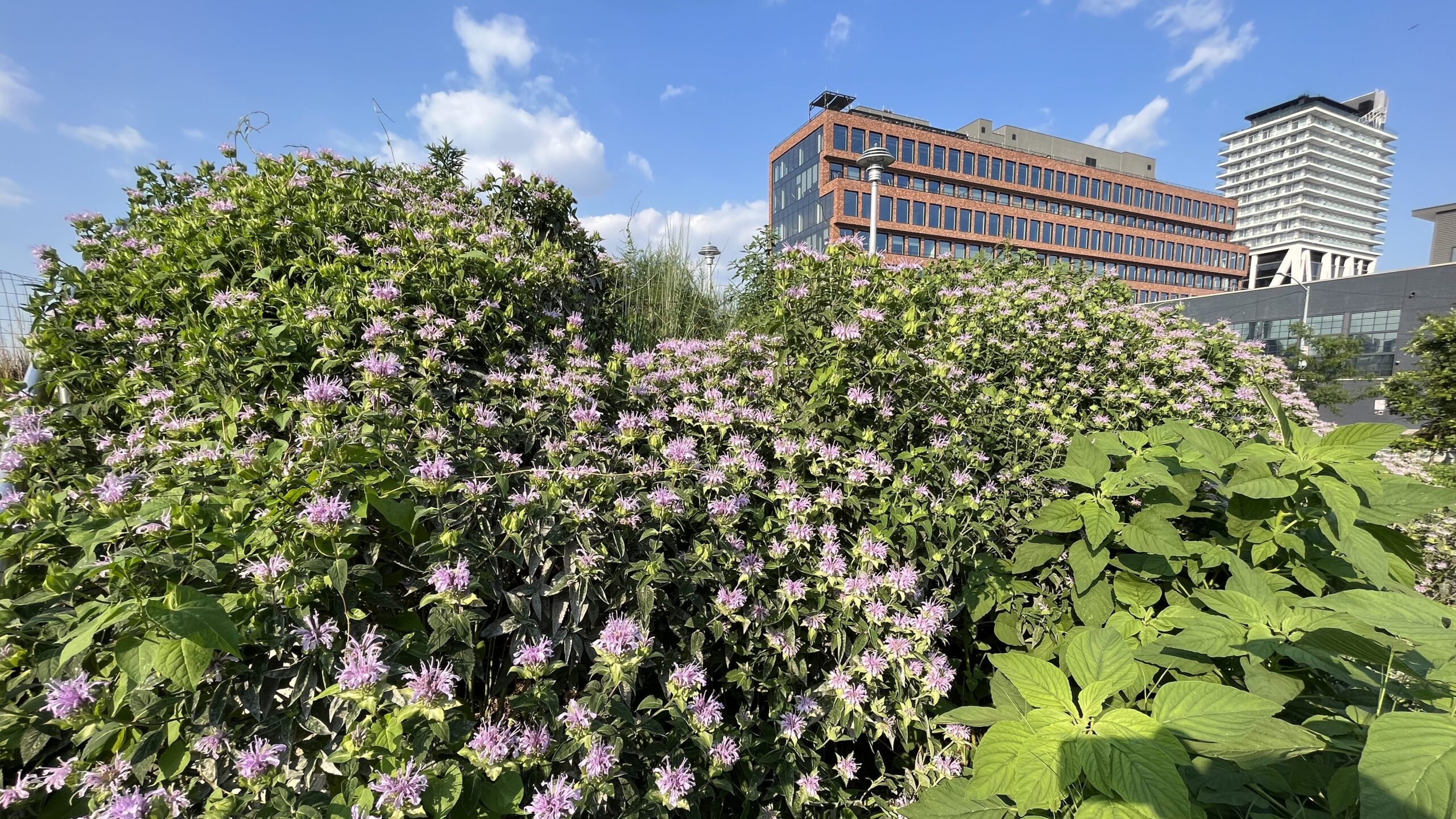 50 Kent Bee balm skyline in the background