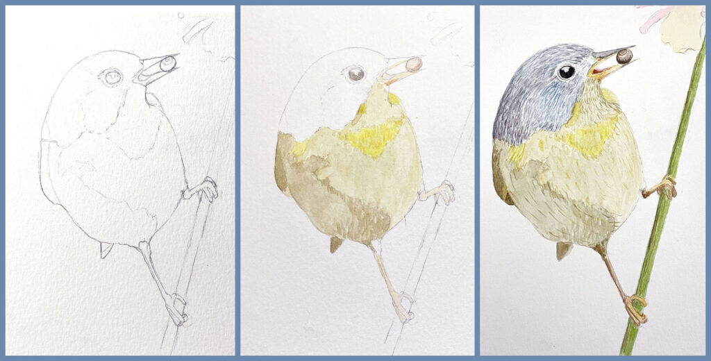 Bird drawing progress