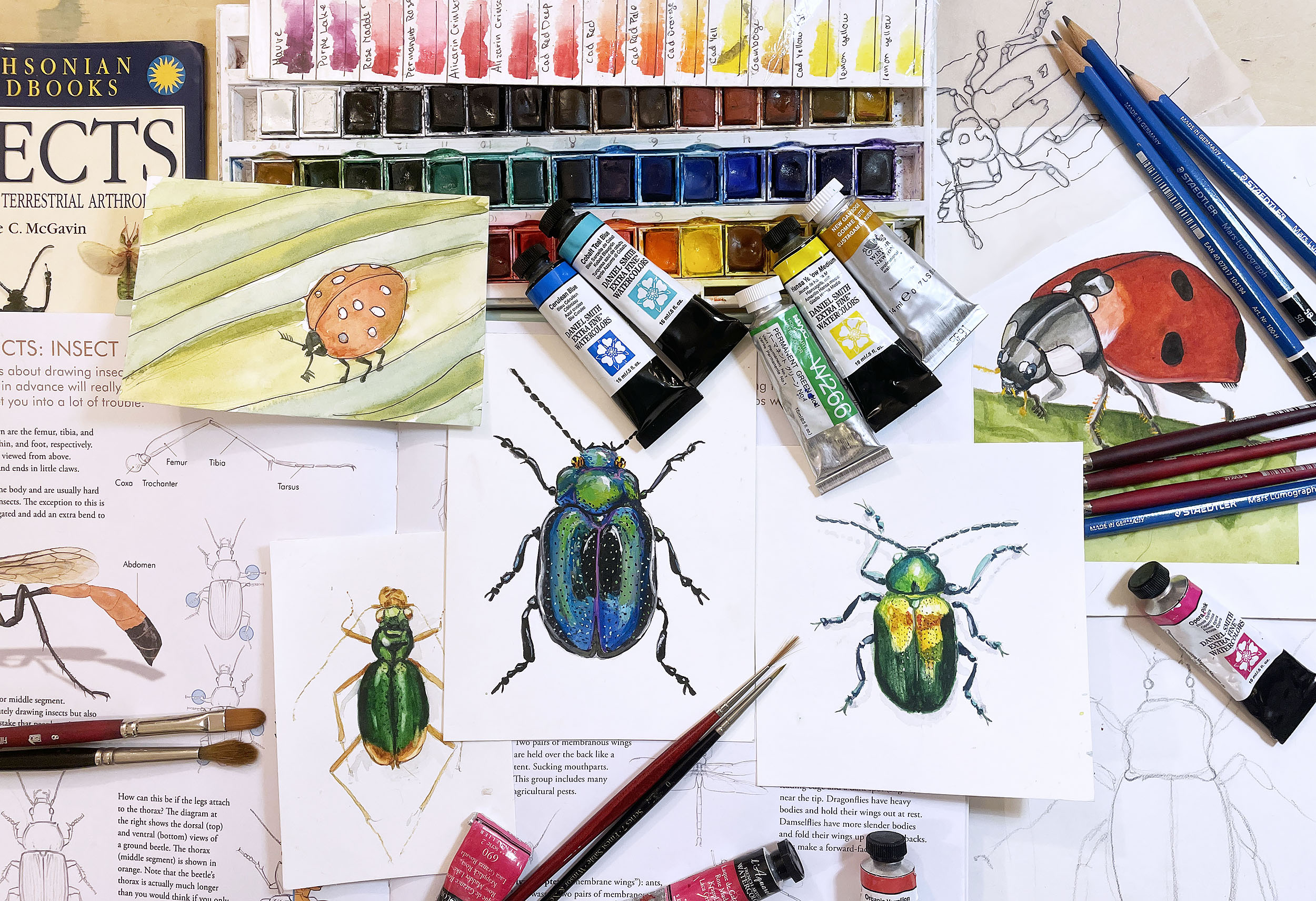 Insect drawings and painting supplies