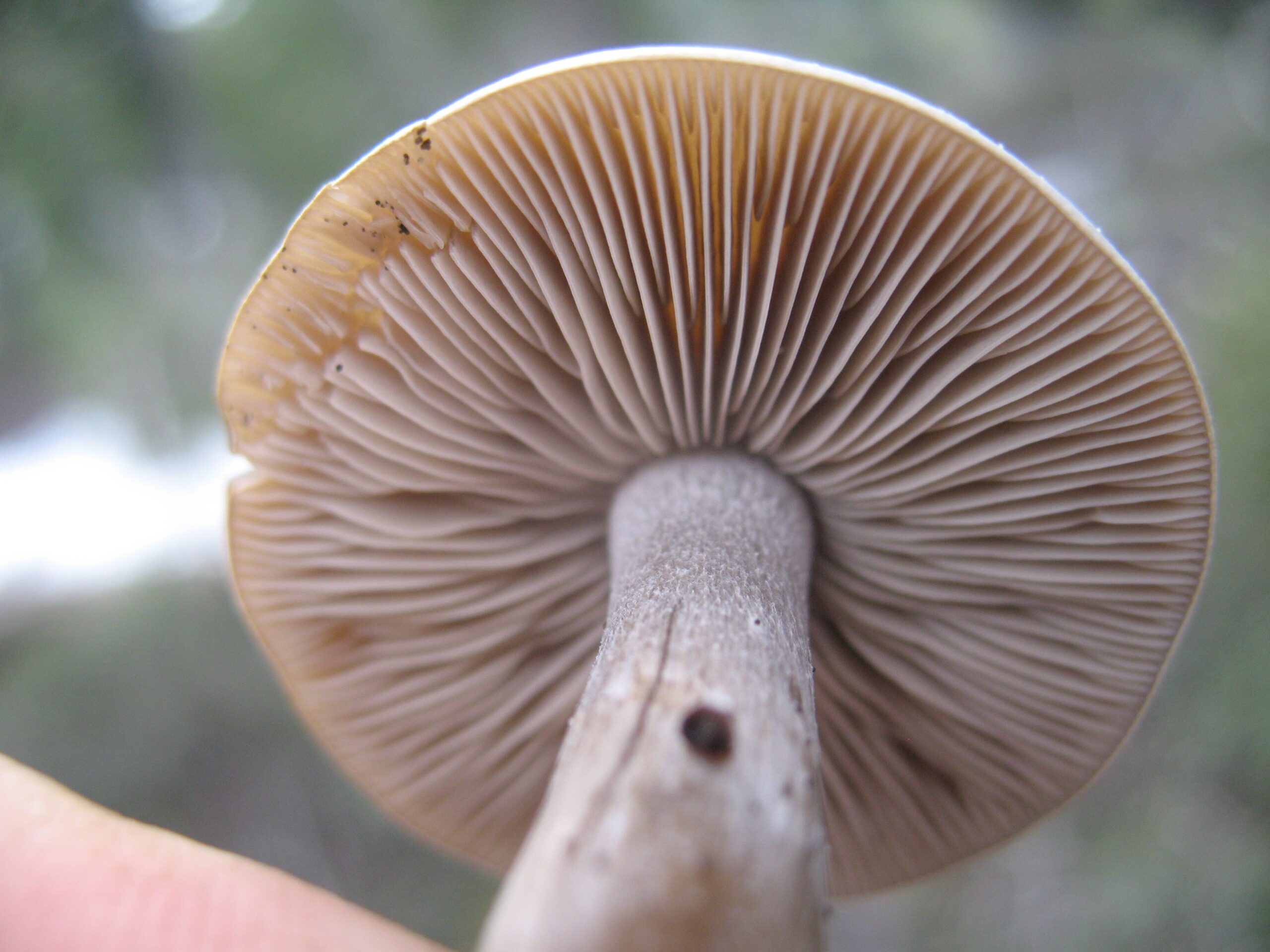 Mushroom gills - clitocybe glacialis