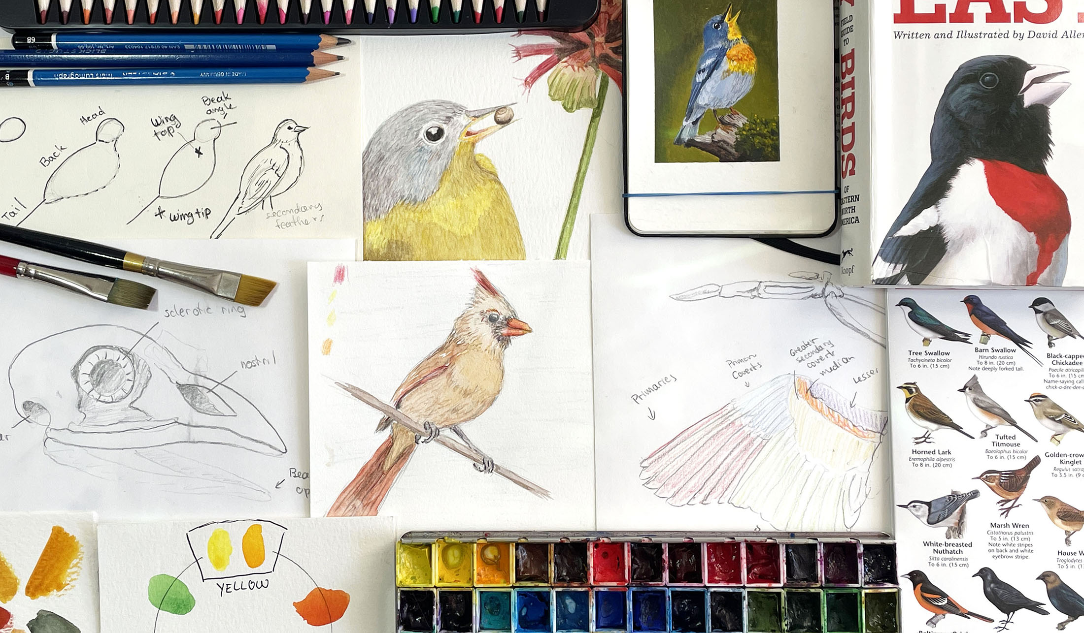 Bird watercolor drawings